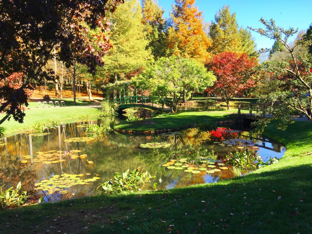 Waterlily Pond