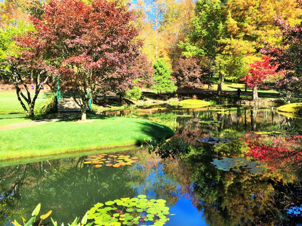 Waterlily Gardens