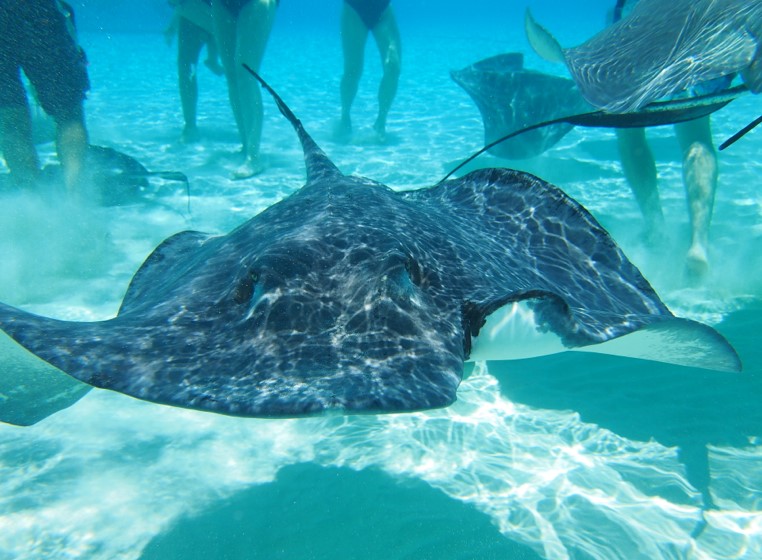 best family caribbean cruise stingray