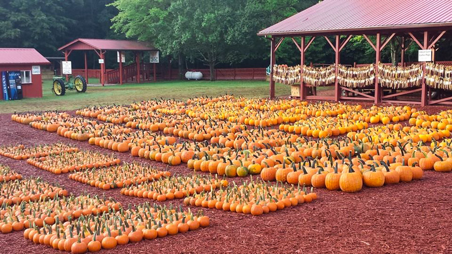 fall day trips pumpkin patch-3